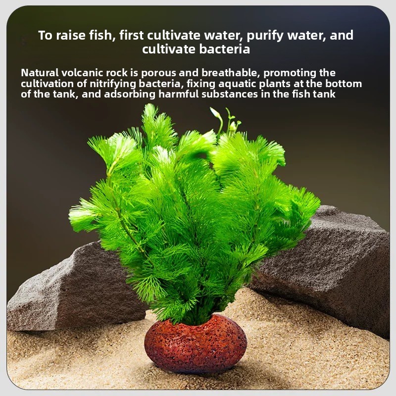 Aquarium Vulkanstein Pflanzrin – Planted Aquarium Care Bewertung und Preis