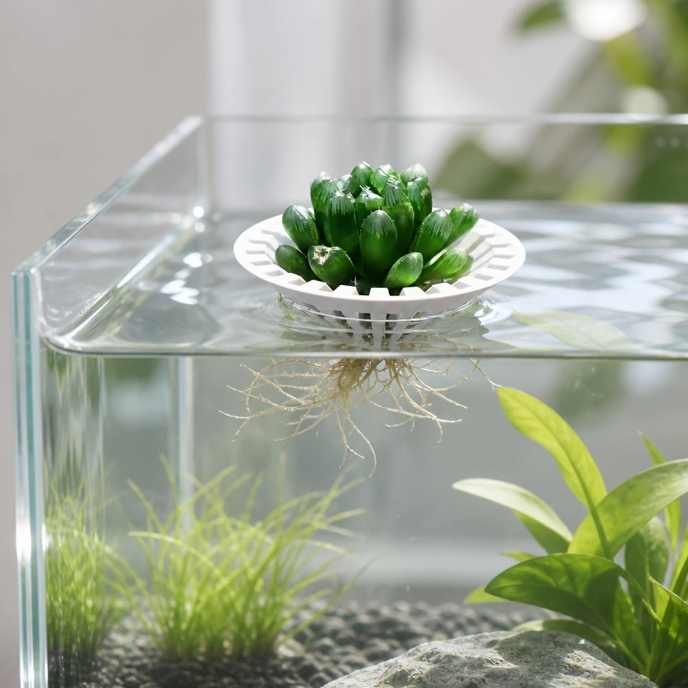 Aquarium Hydroponischer Pflanz – Planted Aquarium With Fish Bewertung und Preis