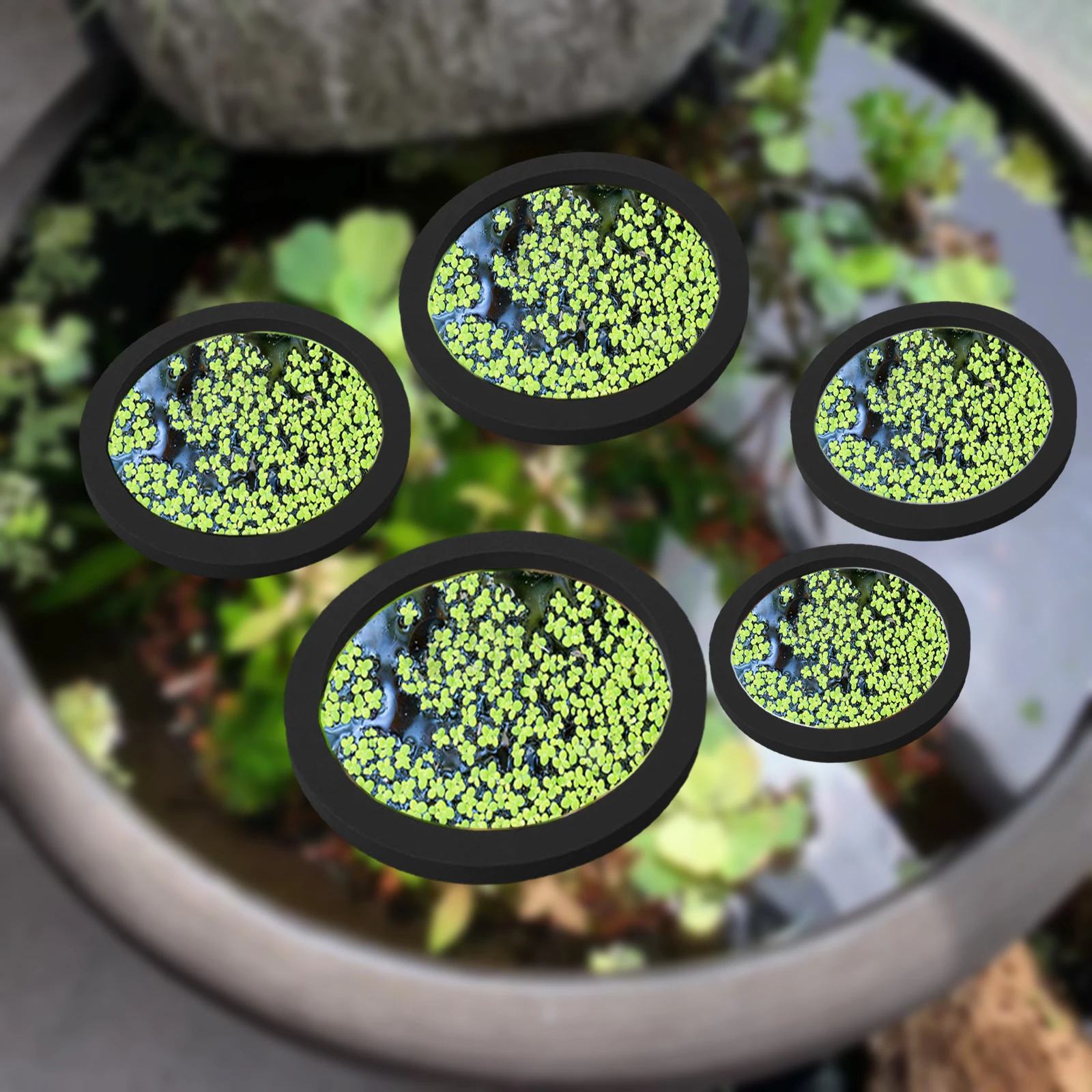 5Pcs EVA Fisch Fütterung Ring  – Planted Aquarium With Fish Bewertung und Preis