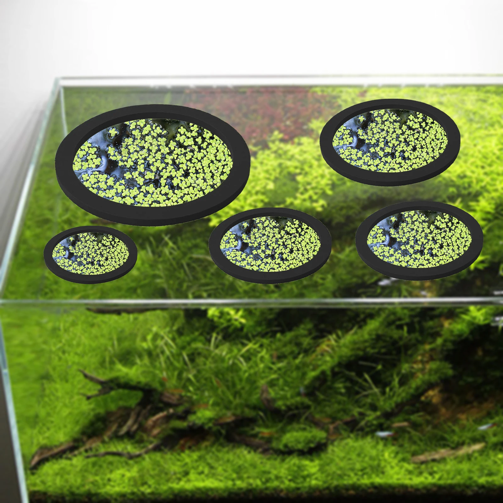 5Pcs EVA Fisch Fütterung Ring  – Planted Aquarium With Fish Bewertung und Preis
