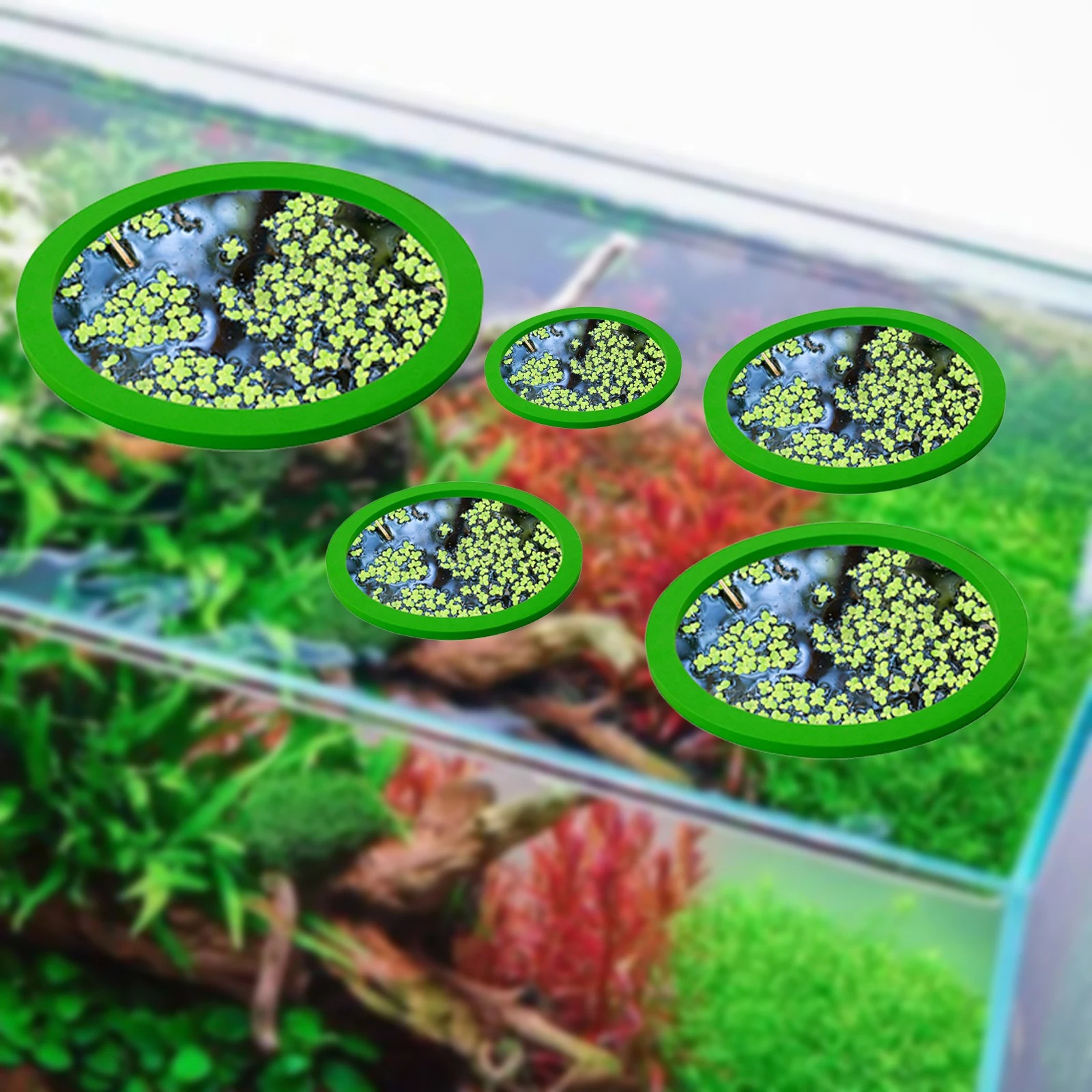 5Pcs EVA Fisch Fütterung Ring  – Planted Aquarium With Fish Bewertung und Preis
